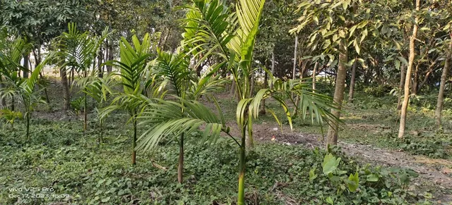 Plot for Sale in badia petrol pump, Santipur