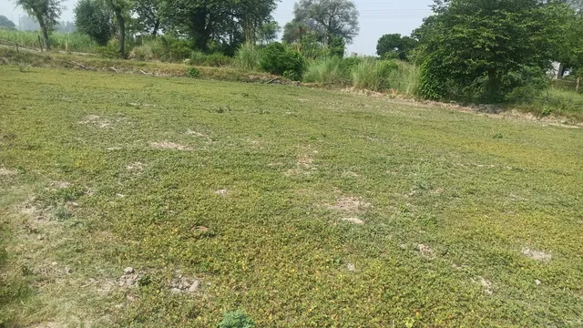 Agricultural Land for Sale in Masoudha, Ayodhya