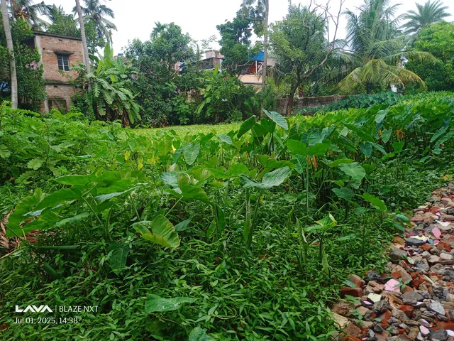 Agricultural Land for Sale in Agarpara, Panihati